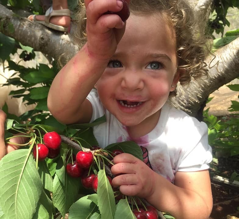 קטיף דובדבנים — תיירות גוש עציון